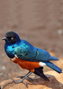 Oiseau aux plumes scintillantes et vives